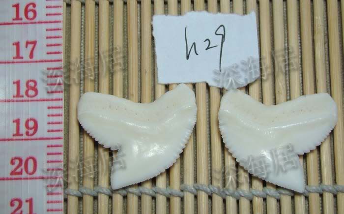 超大虎鲨牙齿一对儿(31mm)(精品)