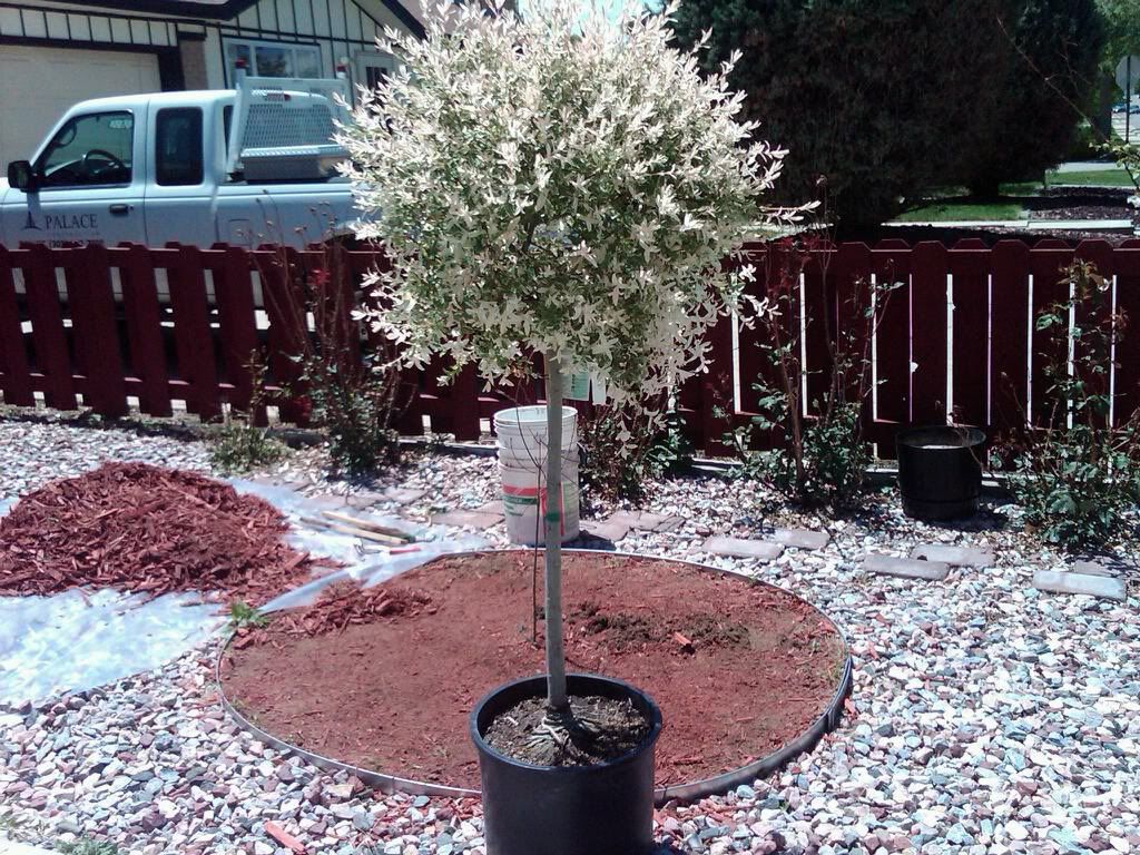 Planted this tree to celebrate isaaks birth-(placenta burried underneath)