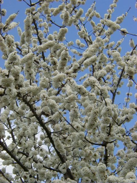 Cherry tree Pictures, Images and Photos