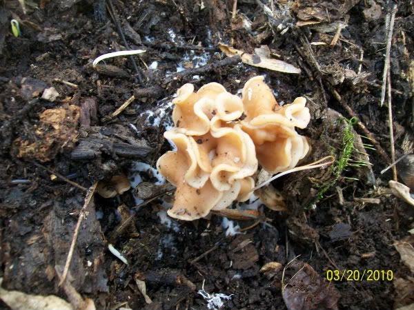 Edible+Mushrooms+in+Indiana Indiana Edible Mushroom Guide http://www.pic2fly.com/Indiana+Edible ...