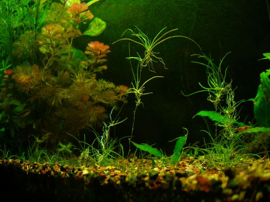 goldfish planted tank. place in a planted tank as