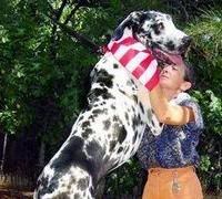 Tallest Dog in the World