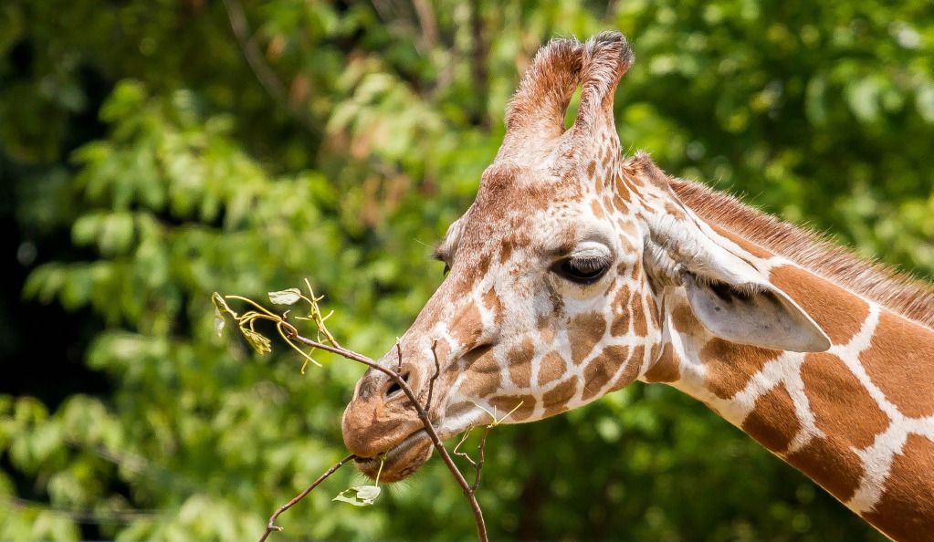 IMAGE: http://i634.photobucket.com/albums/uu64/DanielFrankPhoto/IMG_1507.jpg