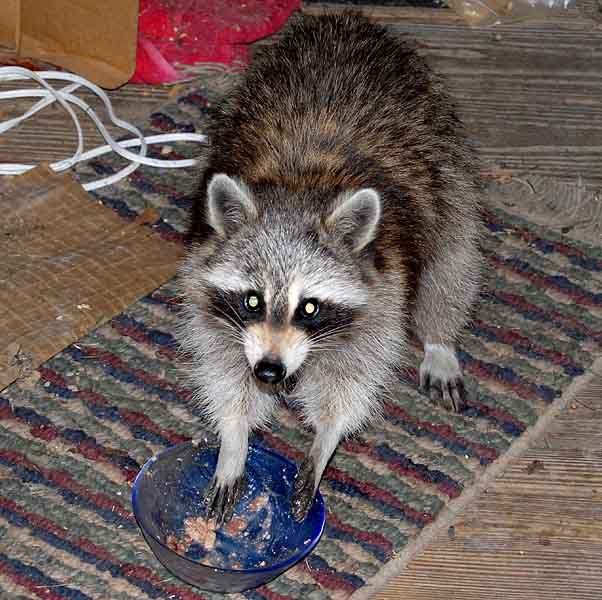 raccoon.jpg