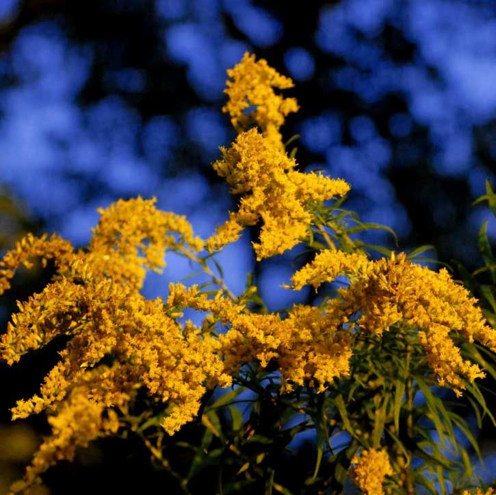 sgoldenrod-1.jpg