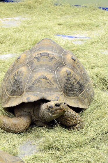 oc-turtle-show-2012-14.jpg