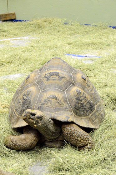 oc-turtle-show-2012-15.jpg
