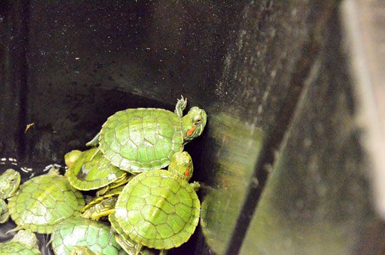oc-turtle-show-2012-34.jpg