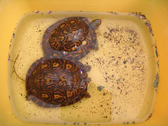 wood-turtles-2011-01.jpg