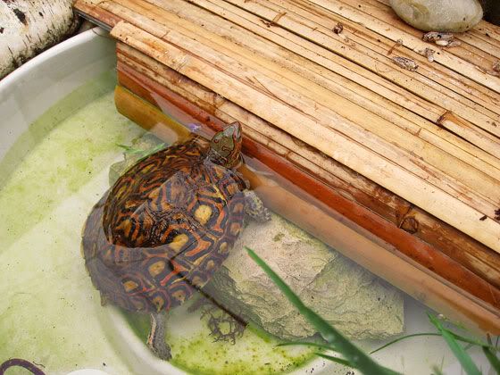 wood-turtles-2011-15.jpg
