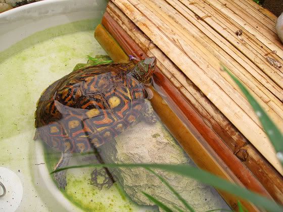 wood-turtles-2011-16.jpg