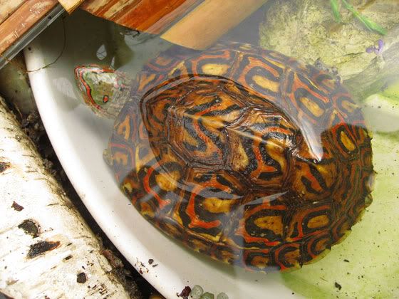wood-turtles-2011-17.jpg