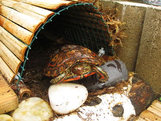 wood-turtles-2011-22.jpg