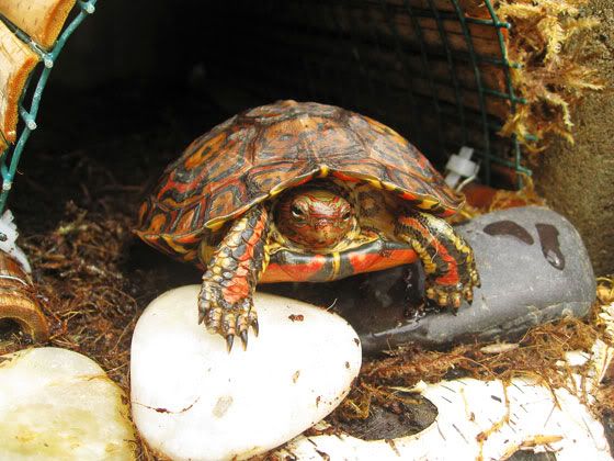 wood-turtles-2011-25.jpg
