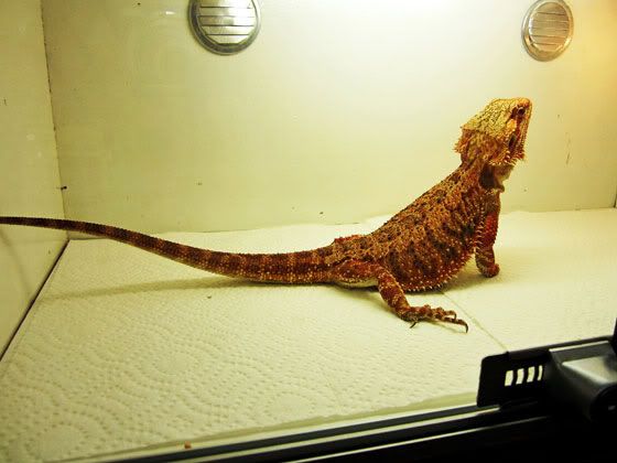 pasadena-reptile-show-2011-36.jpg
