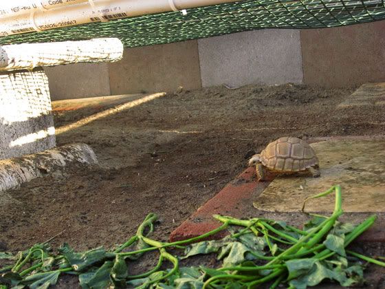tortoise-resort-14.jpg