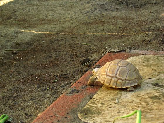 tortoise-resort-15.jpg