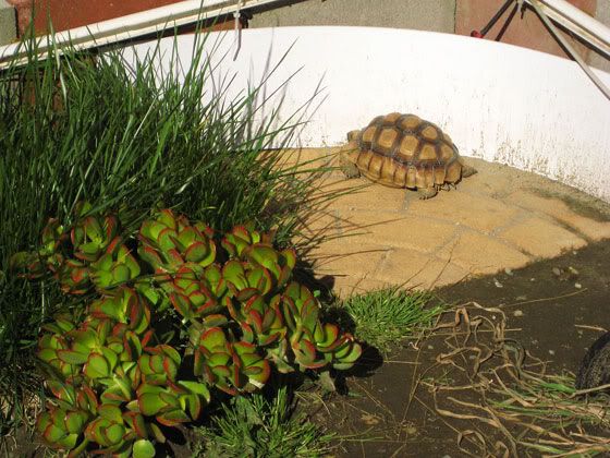 tortoiseresort2011-07.jpg