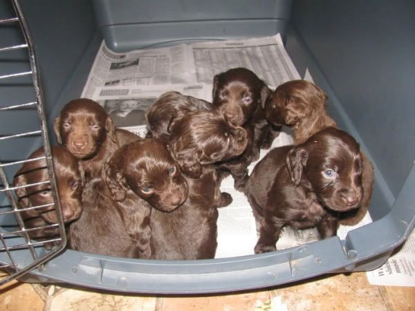 boykin spaniel puppies for sale in ga boykin spaniel puppies for sale picture and images boykin spaniel puppies for sale in ga boykin spaniel puppies for sale picture and images