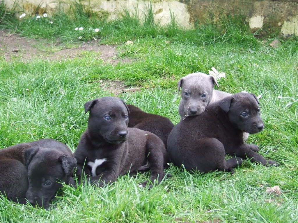 pups3.jpg