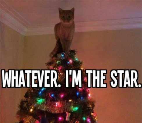  photo star-cat.png