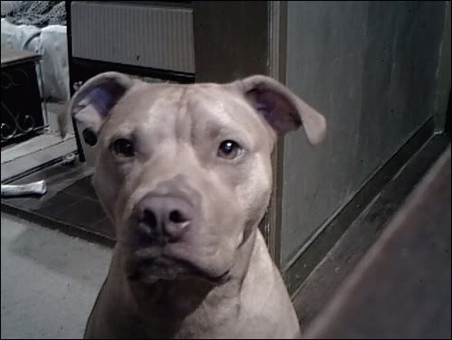 Pitbull- Pitbull-