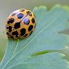 ladybug flying photo: ladybug ladybug.jpg