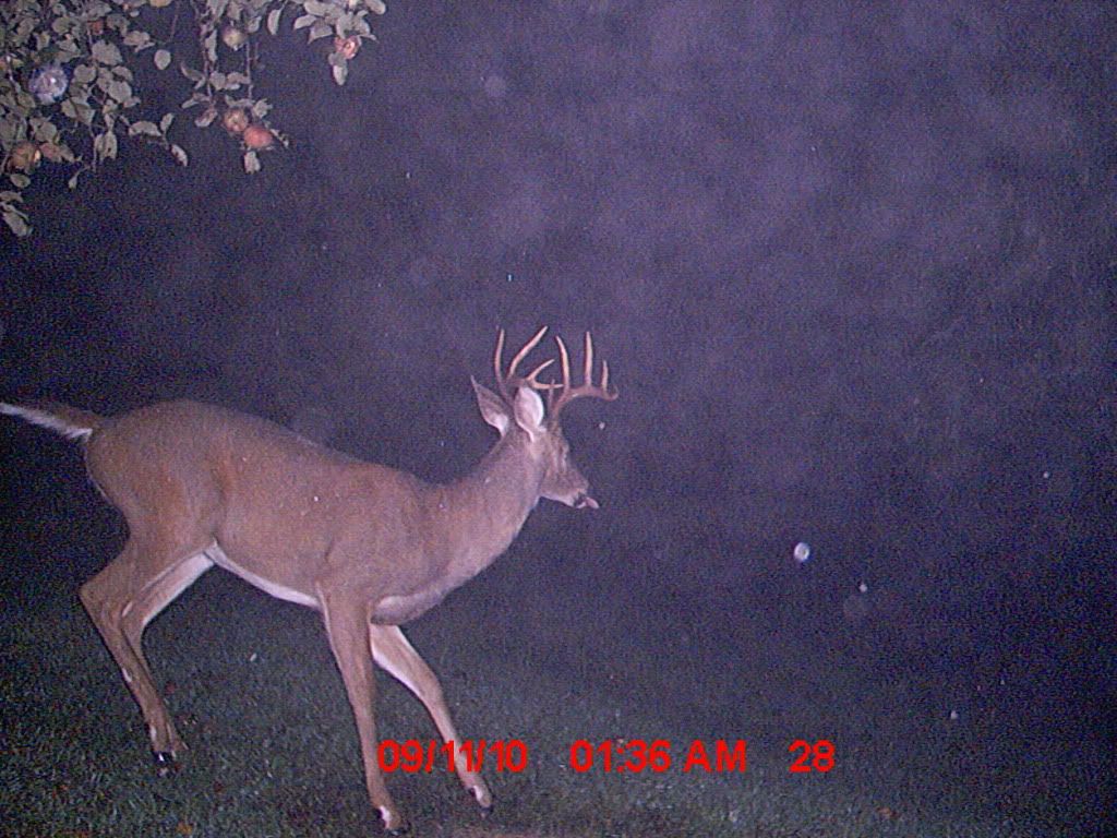 Deer09101717.jpg