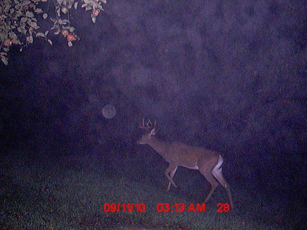 Deer09101744.jpg